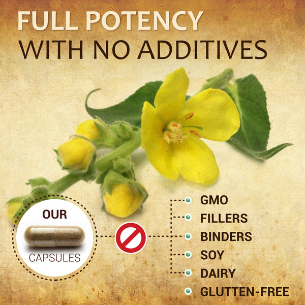 Mullein Leaf 100 Capsules - Organic Verbascum Thapsus Liquid Supplement - Herbal Tincture Promoting Lung, Respiratory & Digestive Wellness