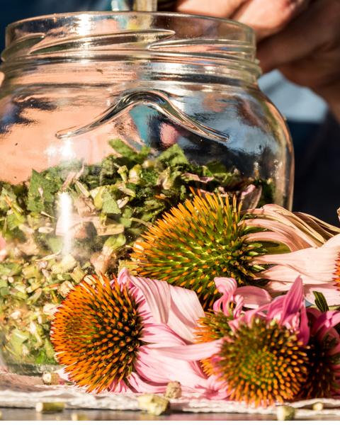 Echinacea Benefits and Uses