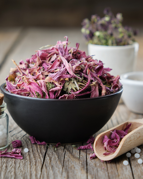 The Power of Echinacea: What it can do for your Health