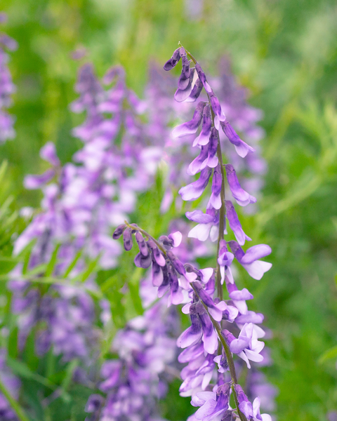 Goat’s Rue Extract Health Benefits