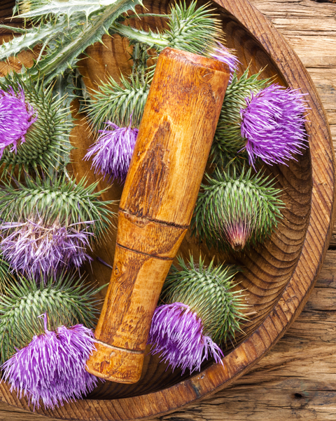 Milk Thistle Benefits As a Liver Support