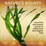 Natural Iodine Extract for Thyroid Support – Liquid Formula with raw organic kelp and gluten-free label.